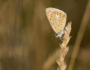 Lysandra bellargus (Lycaenidae)  - Bel-Argus, Azuré bleu céleste - Adonis Blue Marne [France] 30/08/2008 - 210m