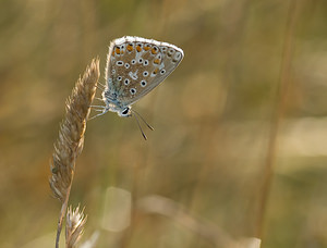Lysandra bellargus (Lycaenidae)  - Bel-Argus, Azuré bleu céleste - Adonis Blue Marne [France] 30/08/2008 - 210m