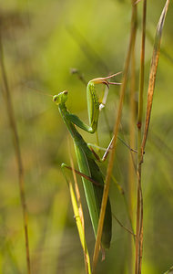 Mantis religiosa (Mantidae)  - Mante religieuse - Praying Mantis Marne [France] 30/08/2008 - 150m