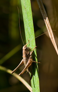 Pholidoptera griseoaptera (Tettigoniidae)  - Decticelle cendrée, Ptérolèpe aptère - Dark Bush Cricket Marne [France] 30/08/2008 - 270m