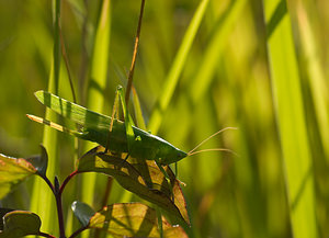 Tettigonia viridissima (Tettigoniidae)  - Grande Sauterelle verte, Sauterelle verte (des prés),  Tettigonie verte, Sauterelle à coutelas - Great Green Bush Cricket Marne [France] 30/08/2008 - 150m