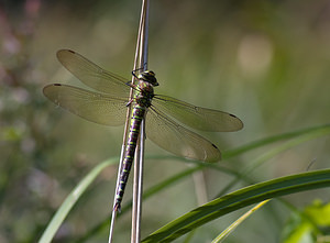 Aeshna cyanea (Aeshnidae)  - aeschne bleue - Southern Hawker Marne [France] 27/09/2008 - 170m