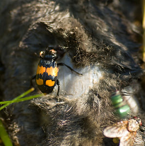 Nicrophorus vespilloides (Silphidae)  - Nécrophore imitateur Nord [France] 20/09/2008 - 20m