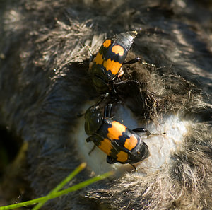 Nicrophorus vespilloides (Silphidae)  - Nécrophore imitateur Nord [France] 20/09/2008 - 20mN?crophages ? l'?uvre sur un cadavre de taupe