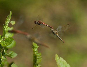 Sympetrum sanguineum (Libellulidae)  - Sympétrum sanguin, Sympétrum rouge sang - Ruddy Darter Nord [France] 20/09/2008 - 30mA l'automne, les couples volent au ras du sol, en faisant de petits sauts rapides et la femelle pond ? chaque toucher du sol