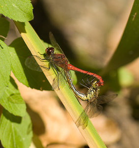 Sympetrum sanguineum (Libellulidae)  - Sympétrum sanguin, Sympétrum rouge sang - Ruddy Darter Nord [France] 20/09/2008 - 30m