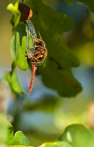 Vespa crabro Frelon d'Europe, Frelon, Guichard European Hornet