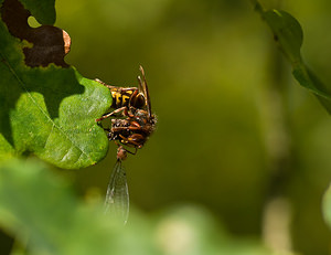 Vespa crabro (Vespidae)  - Frelon d'Europe, Frelon, Guichard - European Hornet Nord [France] 20/09/2008 - 30mapr?s l'avoir captur? en plein vol et tu? au sol ce frelon finit de d?couper un symptrum dans un ch?ne. Il n'emportera que le thorax,