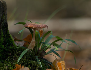 Armillaria mellea (Tricholomataceae)  - Armillaire couleur de miel, Armillaire des feuillus - Honey Fungus Nord [France] 18/10/2008 - 30m