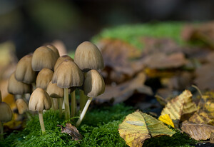 Coprinellus micaceus (Psathyrellaceae)  - Coprin micacé Nord [France] 18/10/2008 - 20m