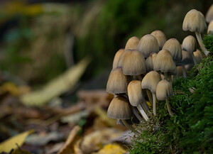 Coprinellus micaceus (Psathyrellaceae)  - Coprin micacé Nord [France] 18/10/2008 - 20m