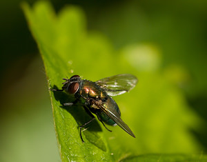 Lucilia sericata (Calliphoridae)  Nord [France] 12/10/2008 - 40m