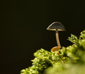 Mycena galopus (Mycenaceae)  - Mycène à pied laiteux - Milking Bonnet Nord [France] 18/10/2008 - 30m