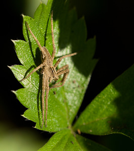 Pisaura mirabilis (Pisauridae)  - Pisaure admirable - Nursery Web Spider Nord [France] 12/10/2008 - 40m