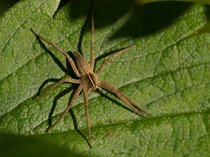 Pisaura mirabilis (Pisauridae)  - Pisaure admirable - Nursery Web Spider Nord [France] 12/10/2008 - 40m