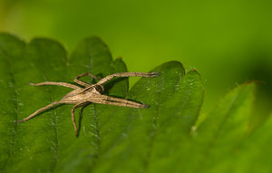 Pisaura mirabilis (Pisauridae)  - Pisaure admirable - Nursery Web Spider Nord [France] 12/10/2008 - 40m