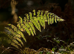 Pteridium aquilinum (Dennstaedtiaceae)  - Ptéridion aigle, Fougère à l'aigle, Fougère aigle, Fougère commune, Ptéride aquiline - Bracken Nord [France] 18/10/2008 - 30m