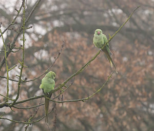 Psittacula krameri (Psittaculidae)  - Perruche à collier - Rose-ringed Parakeet Nord [France] 03/01/2009 - 40m