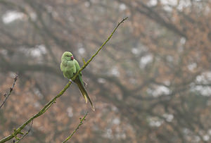 Psittacula krameri (Psittaculidae)  - Perruche à collier - Rose-ringed Parakeet Nord [France] 03/01/2009 - 40m