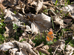 Aglais io (Nymphalidae)  - Paon-du-jour, Paon de jour, Oeil -de-Paon-du-Jour, Paon, Oeil-de-Paon - Peacock Pas-de-Calais [France] 28/02/2009 - 70m