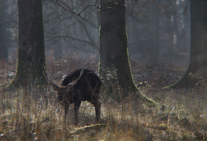 Cervus nippon (Cervidae)  - Cerf sika - Sika Deer Pas-de-Calais [France] 28/02/2009 - 110m