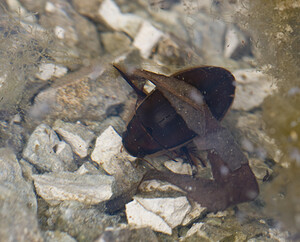 Dytiscus  (Dytiscidae)  Nord [France] 28/02/2009 - 50m