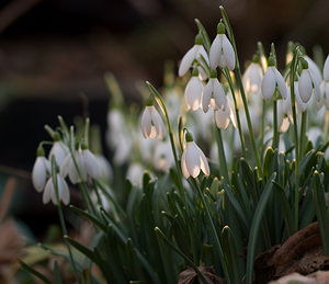 Galanthus nivalis (Amaryllidaceae)  - Perce-neige - Snowdrop Nord [France] 21/02/2009 - 40m