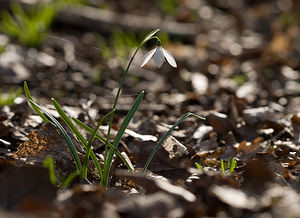 Galanthus nivalis (Amaryllidaceae)  - Perce-neige - Snowdrop Nord [France] 28/02/2009 - 60m