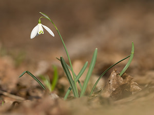 Galanthus nivalis Perce-neige Snowdrop