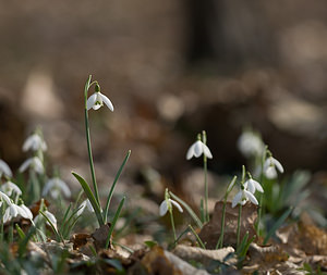 Galanthus nivalis (Amaryllidaceae)  - Perce-neige - Snowdrop Nord [France] 28/02/2009 - 60m