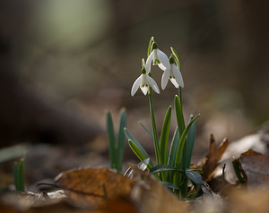 Galanthus nivalis (Amaryllidaceae)  - Perce-neige - Snowdrop Nord [France] 28/02/2009 - 60m