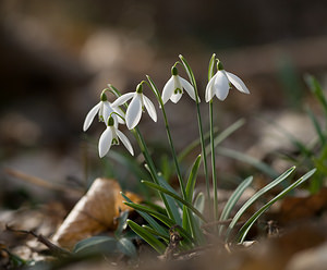 Galanthus nivalis (Amaryllidaceae)  - Perce-neige - Snowdrop Nord [France] 28/02/2009 - 60m