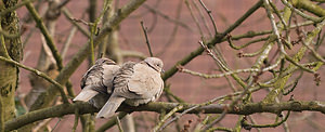 Streptopelia decaocto (Columbidae)  - Tourterelle turque - Eurasian Collared Dove Nord [France] 15/02/2009 - 40m