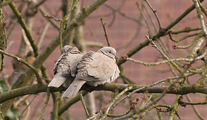 Streptopelia decaocto (Columbidae)  - Tourterelle turque - Eurasian Collared Dove Nord [France] 15/02/2009 - 40m