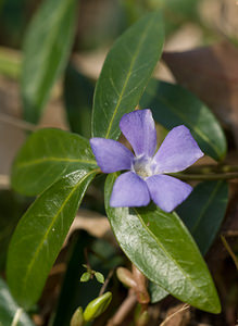 Vinca minor (Apocynaceae)  - Pervenche mineure, Petite pervenche, Violette de serpent, Pervenche humble - Lesser Periwinkle [plant] Nord [France] 28/02/2009 - 60m