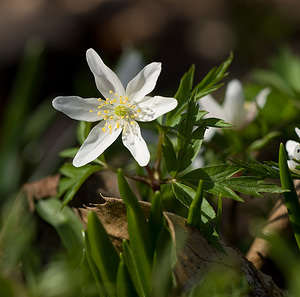 Anemone nemorosa (Ranunculaceae)  - Anémone des bois, Anémone sylvie - Wood Anemone Nord [France] 08/03/2009 - 70m