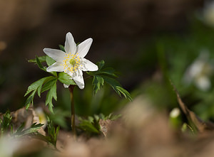 Anemone nemorosa Anémone des bois, Anémone sylvie Wood Anemone