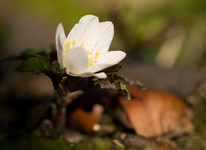 Anemone nemorosa (Ranunculaceae)  - Anémone des bois, Anémone sylvie - Wood Anemone Nord [France] 08/03/2009 - 70m