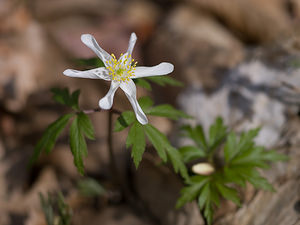 Anemone nemorosa Anémone des bois, Anémone sylvie Wood Anemone