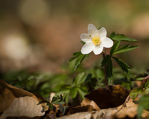 Anemone nemorosa (Ranunculaceae)  - Anémone des bois, Anémone sylvie - Wood Anemone Pas-de-Calais [France] 21/03/2009 - 110m