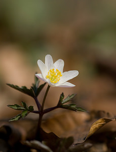 Anemone nemorosa (Ranunculaceae)  - Anémone des bois, Anémone sylvie - Wood Anemone Pas-de-Calais [France] 21/03/2009 - 110m