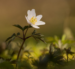 Anemone nemorosa (Ranunculaceae)  - Anémone des bois, Anémone sylvie - Wood Anemone Pas-de-Calais [France] 21/03/2009 - 140m