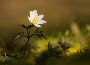 Anemone nemorosa (Ranunculaceae)  - Anémone des bois, Anémone sylvie - Wood Anemone Pas-de-Calais [France] 21/03/2009 - 140m