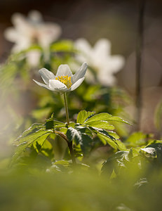 Anemone nemorosa (Ranunculaceae)  - Anémone des bois, Anémone sylvie - Wood Anemone Pas-de-Calais [France] 21/03/2009 - 160m