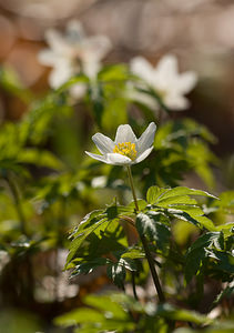 Anemone nemorosa (Ranunculaceae)  - Anémone des bois, Anémone sylvie - Wood Anemone Pas-de-Calais [France] 21/03/2009 - 170m