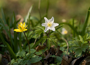 Anemone nemorosa (Ranunculaceae)  - Anémone des bois, Anémone sylvie - Wood Anemone Pas-de-Calais [France] 21/03/2009 - 160mavec ? gauche ranunculus ficaria.