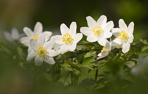 Anemone nemorosa (Ranunculaceae)  - Anémone des bois, Anémone sylvie - Wood Anemone Pas-de-Calais [France] 21/03/2009 - 170m