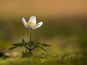 Anemone nemorosa Anémone des bois, Anémone sylvie Wood Anemone