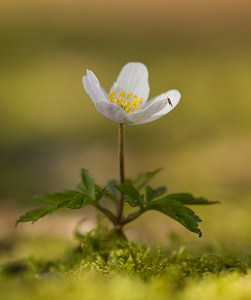 Anemone nemorosa (Ranunculaceae)  - Anémone des bois, Anémone sylvie - Wood Anemone Pas-de-Calais [France] 21/03/2009 - 170m