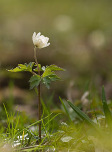 Anemone nemorosa (Ranunculaceae)  - Anémone des bois, Anémone sylvie - Wood Anemone Nord [France] 22/03/2009 - 70m